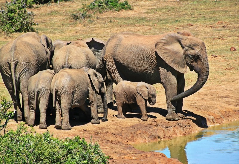 Elephants in Maasai Mara National Reserve