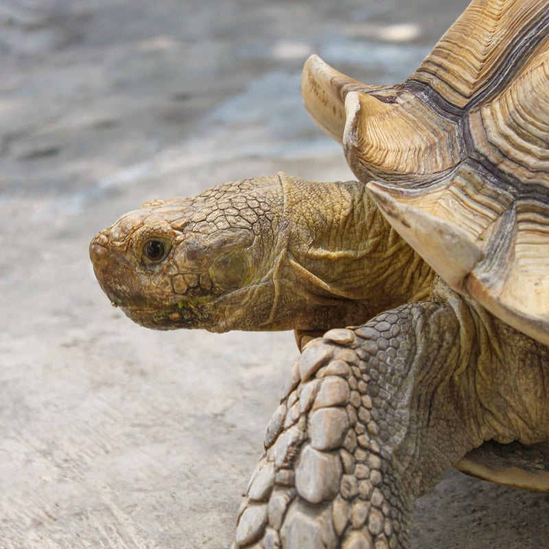 Galapagos Tortoise in Galapagos Islands
