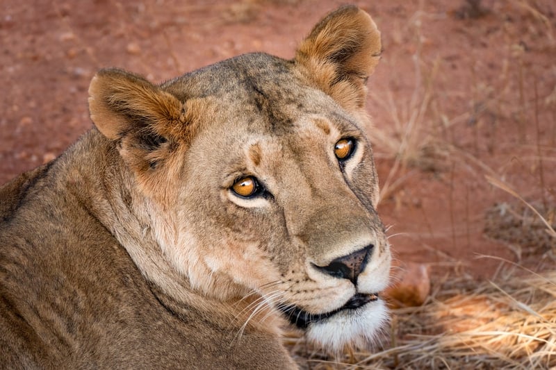 Lion in Kruger National Park