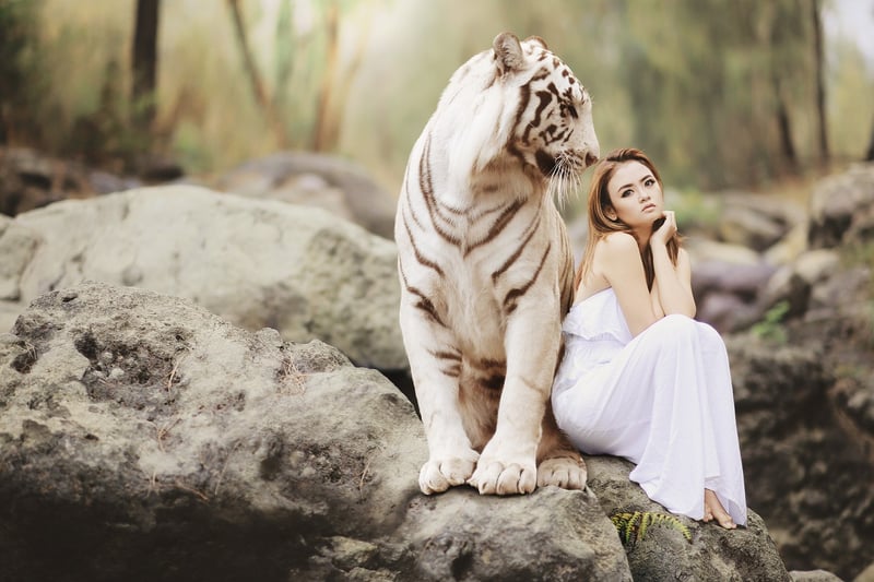 Tiger in Ranthambore National Park